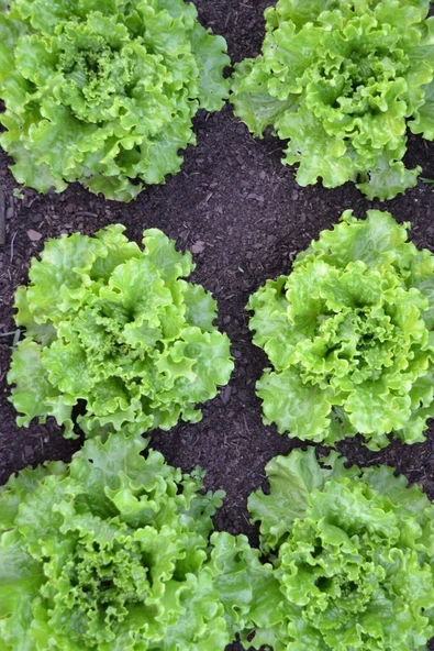 Muka Botanik Iri Kıvırcık Marul Tohumu 40 Adet Tohum ürün görseli
