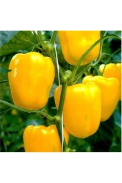 Muka Botanik Ithal Dev Sarı Dolmalık Biber Tohumu Ekim Seti - Resim 3