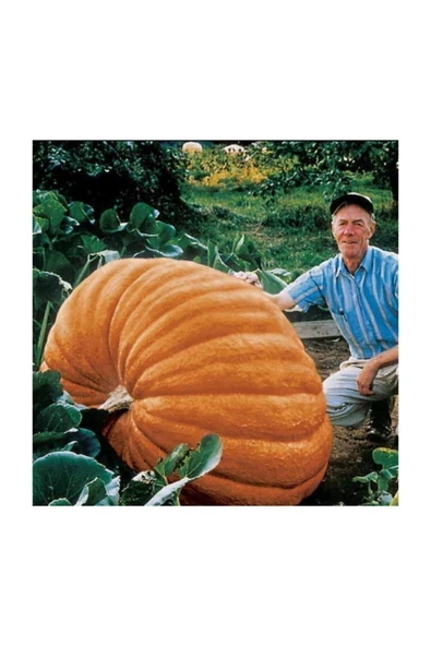 Muka Botanik Eko Paket 20 Adet Tohum Atlantik Giant Dev Kabak Tohumu - Resim 3