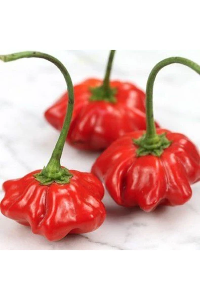 Muka Botanik Nadir Ithal Kırmızı Gül Biberi Tohumu Ekim Seti 5 Tohum Biber Tohumu Saksı Toprak Kombin ürün görseli