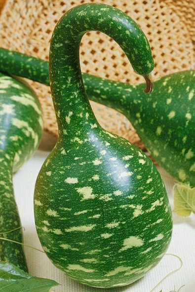 Muka Botanik Benekli Kuğu Su Kabağı Tohumu / 10 Adet Tohum - Resim 5