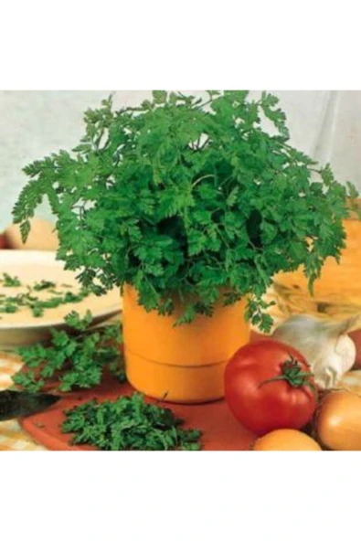 Muka Botanik Geniş Yaprak Italyan Maydonoz Tohumu Ekim Seti - Resim 4