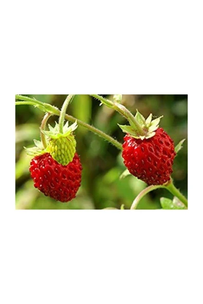 Muka Botanik Yayılıcı Dağ Çileği Tohumu 10 Adet Tohum Yabani Çilek Tohumu - Resim 2