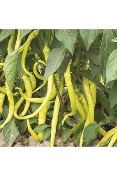 Muka Botanik Tatlı Sarı Sivri Turşuluk Biber Tohumu Ekim Seti - Resim 3