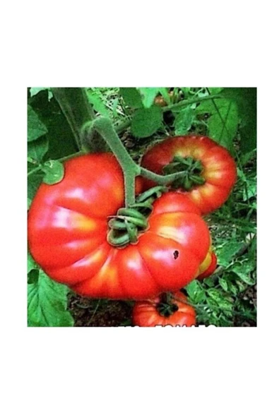 Muka Botanik Etli Yayla Tipi Köy Domatesi Tohumu 25 Tohum ürün görseli