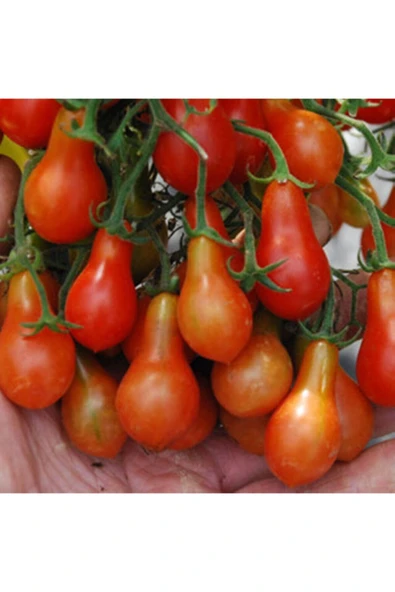 Muka Botanik Red Dwarf (romanian) Domates Tohumu ürün görseli