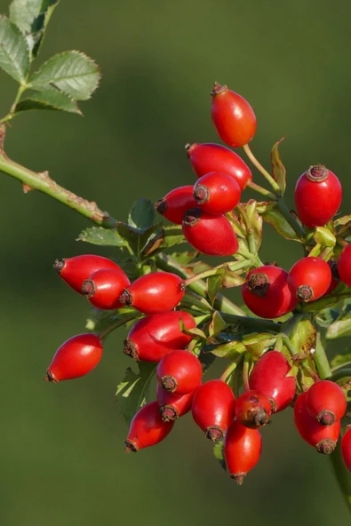 Muka Botanik Kırmızı Kuşburnu Tohumu / 10 Adet Tohum ürün görseli