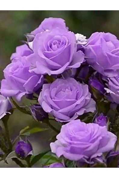 Muka Botanik 5 Adet Lavander Gül Tohumu ürün görseli