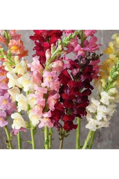 Muka Botanik Antirrhinum Majus Pumilum Dwarf Mix Çiçek Tohumu ürün görseli