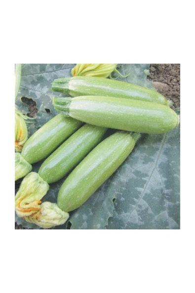 Muka Botanik Agrobazaar Sakız Kabak Tohumu 10+ Doğal Tohum ürün görseli