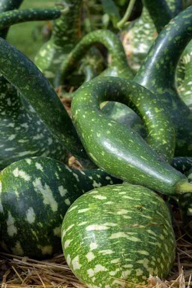 Muka Botanik Benekli Kuğu Su Kabağı Tohumu / 10 Adet Tohum - Resim 2