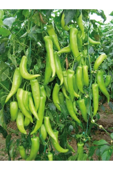 Muka Botanik Çarliston Biber Tohumu / 20 Tohum ürün görseli