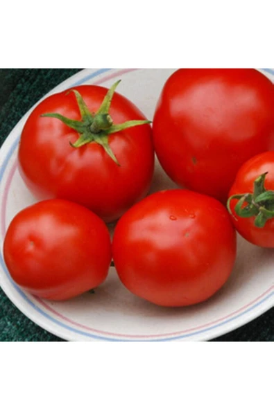 Muka Botanik 20 Adet Ruth's Perfect Domates Tohumu ürün görseli