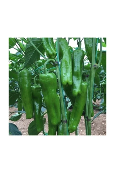 Muka Botanik Meşhur Üç Burun Mazamort Biber Tohumu 25 Adet Tohum - Resim 2