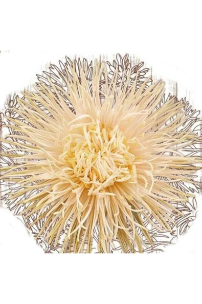 Muka Botanik 10 Adet Natural Needle Aster Brunhilda Heirloom Tohumu - Resim 3