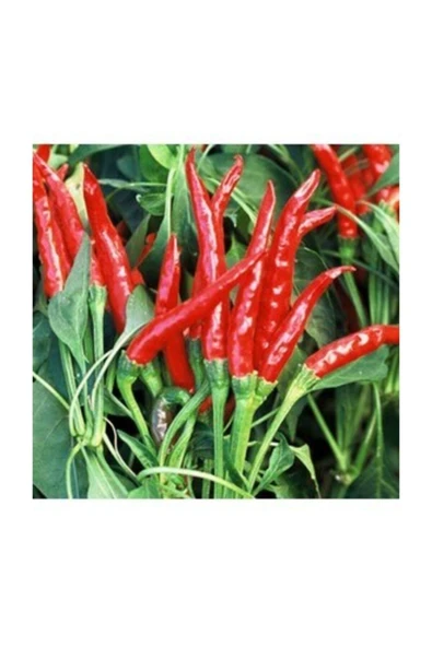 Muka Botanik Acı Tayland Biber 25 Tohum ürün görseli