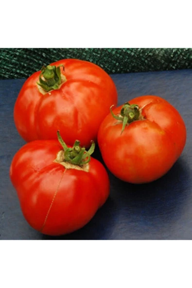 Muka Botanik 20 Adet Earliana Domates Tohumu ürün görseli
