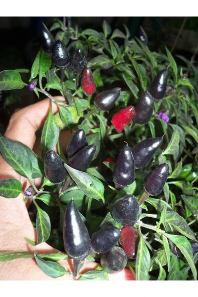 Muka Botanik Siyah Acı Süs Biberi Tohumu ürün görseli
