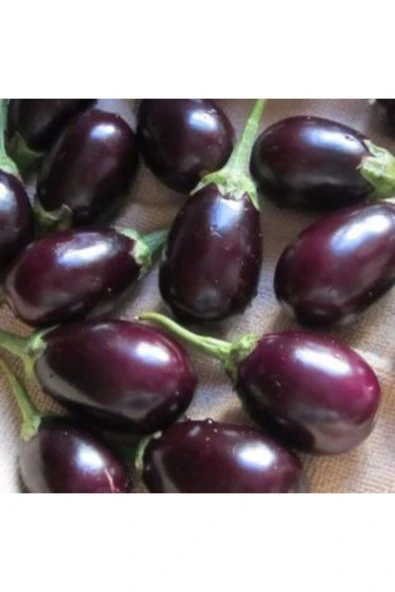 Muka Botanik Adana Patlıcanı Tohumu Ekim Seti - Resim 3