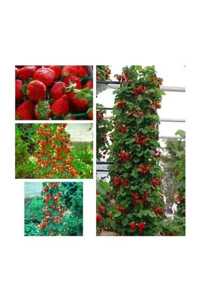 Muka Botanik Eko Paket 75 Adet Tohum Alman Çilek Ağacı Tohumu Sırık Çilek Tohumu - Resim 2