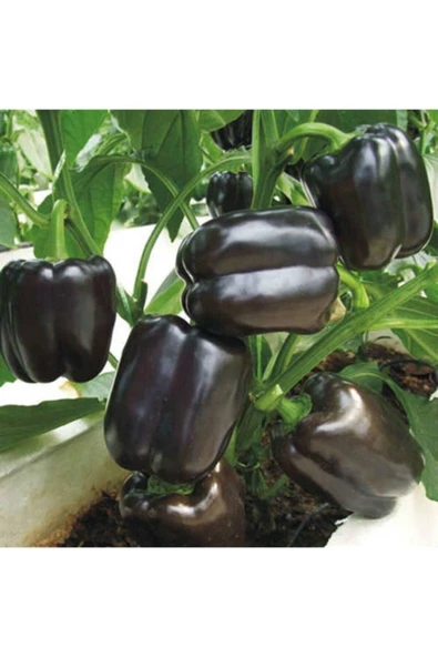 Muka Botanik Siyah Dolmalık Biber Tohumu ürün görseli