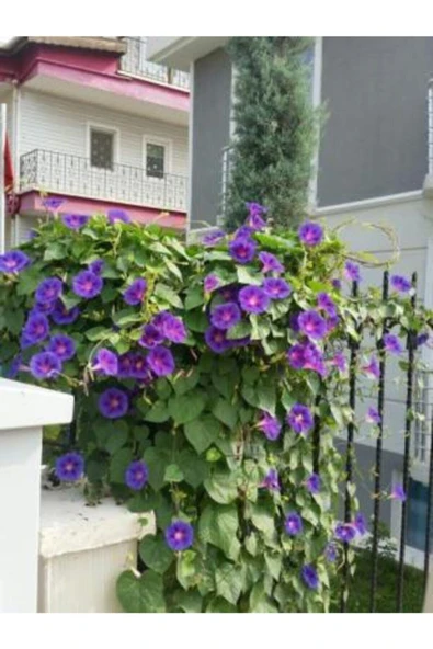 Muka Botanik Sabah Sefası Çiçeği Tohumu Ekim Seti - Resim 4