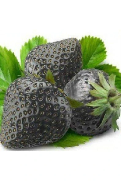 Muka Botanik 20 Adet Siyah Çilek Tohumu ürün görseli