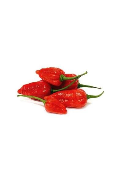 Muka Botanik Ithal Nadir Çok Acı Jolokia Biber Tohumu 5 Adet Tohum Zehir Gibi Acı Biber ürün görseli