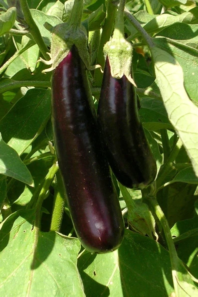 Muka Botanik Mersin Kemer Patlıcan Tohumu / 10+ Adet Tohum - Resim 3