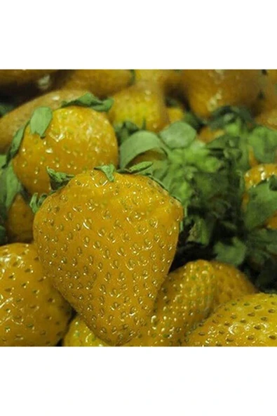 Muka Botanik 20 Adet Sarı Çilek Tohumu ürün görseli