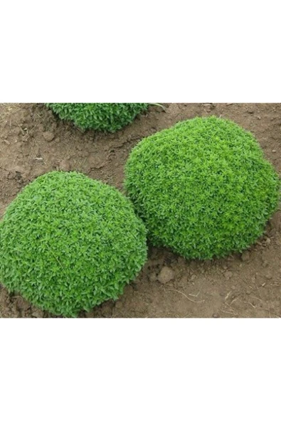 Muka Botanik Nadir Ithal Mis Kokulu Top Reyhan Tohumu Ekim Seti - Resim 2