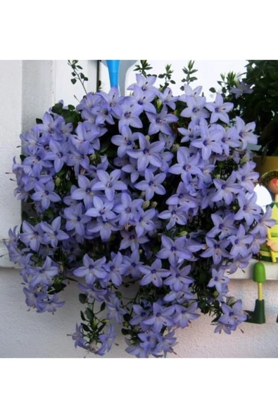 Muka Botanik Campanula Mavi Çan Çiçeği Tohumu 10 12 Adet ürün görseli