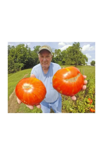 Muka Botanik Nadir Ithal Dev Hollanda Domates Tohumu 10 Adet Tohum - Resim 5