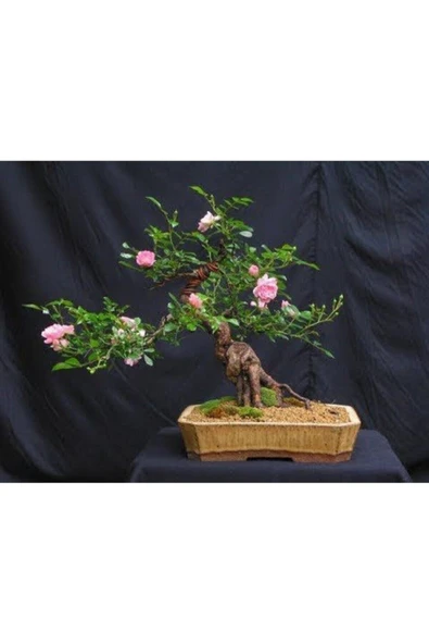 Muka Botanik Pembe Gül Bonzai Ağacı Tohumu Ekim Seti - Resim 4