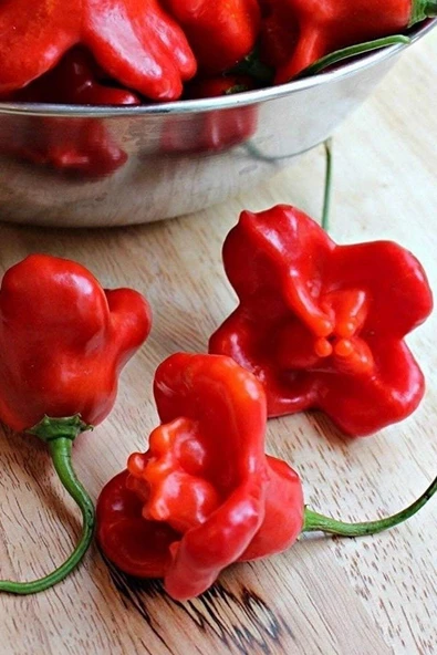 Muka Botanik Hafif Acı Gül Biberi Starfish Pepper Tohumu / 5+ Adet Tohum ürün görseli