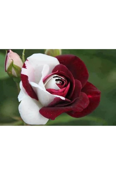 Muka Botanik 5 Adet Kırmızı Beyaz Gül Tohumu ürün görseli