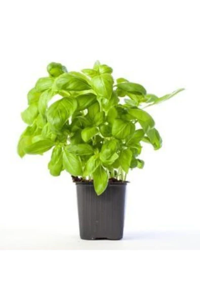 Muka Botanik Mis Kokulu Yeşil Reyhan Tohumu Ekim Seti - Resim 2