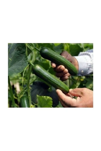 Muka Botanik 10 Adet Çok Erkenci 60 Günlük Nadir Salatalık Tohumu ürün görseli