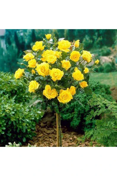 Muka Botanik 5 Adet Bodur Sarı Gül Ağacı Tohumu ürün görseli