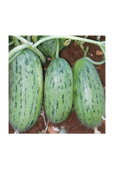 Muka Botanik Yeşil Badem Çin Acur Tohumu 10 Adet Tohum Çin Acuru Tohumu ürün görseli