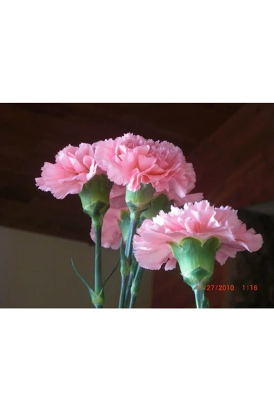 Muka Botanik 10 Adet La France Pınk Carnatıon Tohumu - Resim 3