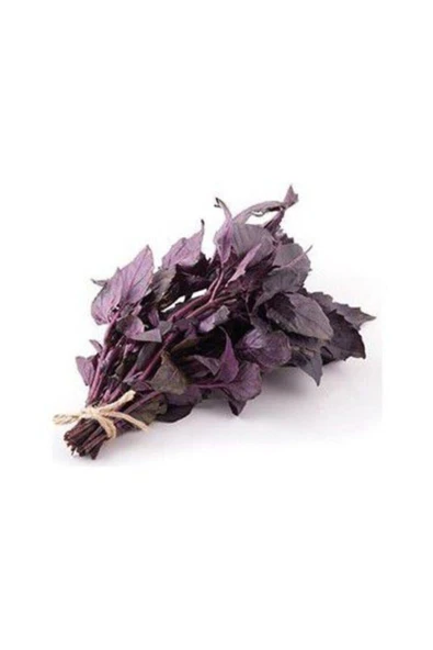 Muka Botanik Geniş Yaprak Mis Kokulu Mor Reyhan Tohumu Ekim Seti - Resim 2