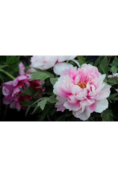 Muka Botanik 5 Adet Pembe Şakayık Çiçeği Tohumu ürün görseli