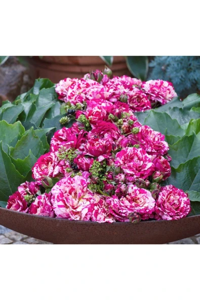 Muka Botanik 5 Adet Pembe Beyaz Abracadabra Gül Tohumu - Resim 2