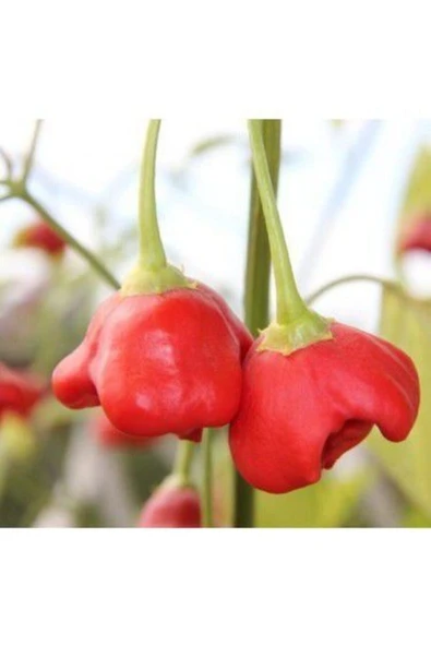 Muka Botanik Nadir Ithal Kırmızı Gül Biberi Tohumu Ekim Seti 10 Tohum Biber Tohumu Saksı Toprak Kombin - Resim 2