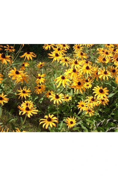 Muka Botanik 20 Adet Black Eyed Susan Tohumu - Resim 5