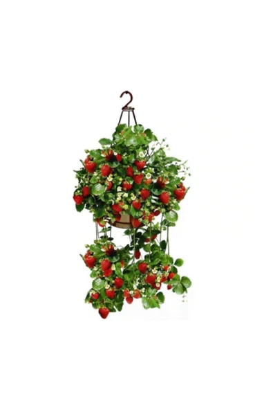 Muka Botanik 4 Mevsim Yediveren Çilek Tohumu 20 Adet Tohum Saksılık Çilek ürün görseli