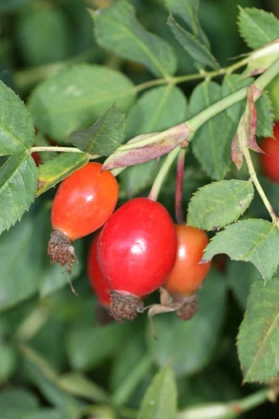 Muka Botanik Kırmızı Kuşburnu Tohumu / 10 Adet Tohum - Resim 2