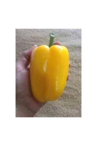 Muka Botanik Ithal Dev Sarı Dolmalık Biber Tohumu Ekim Seti - Resim 4