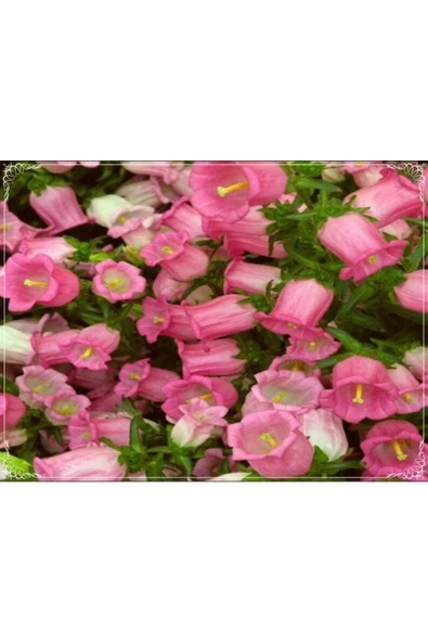 Muka Botanik 5 Adet Isabella Rose Pink Bellflower Tohumu ürün görseli